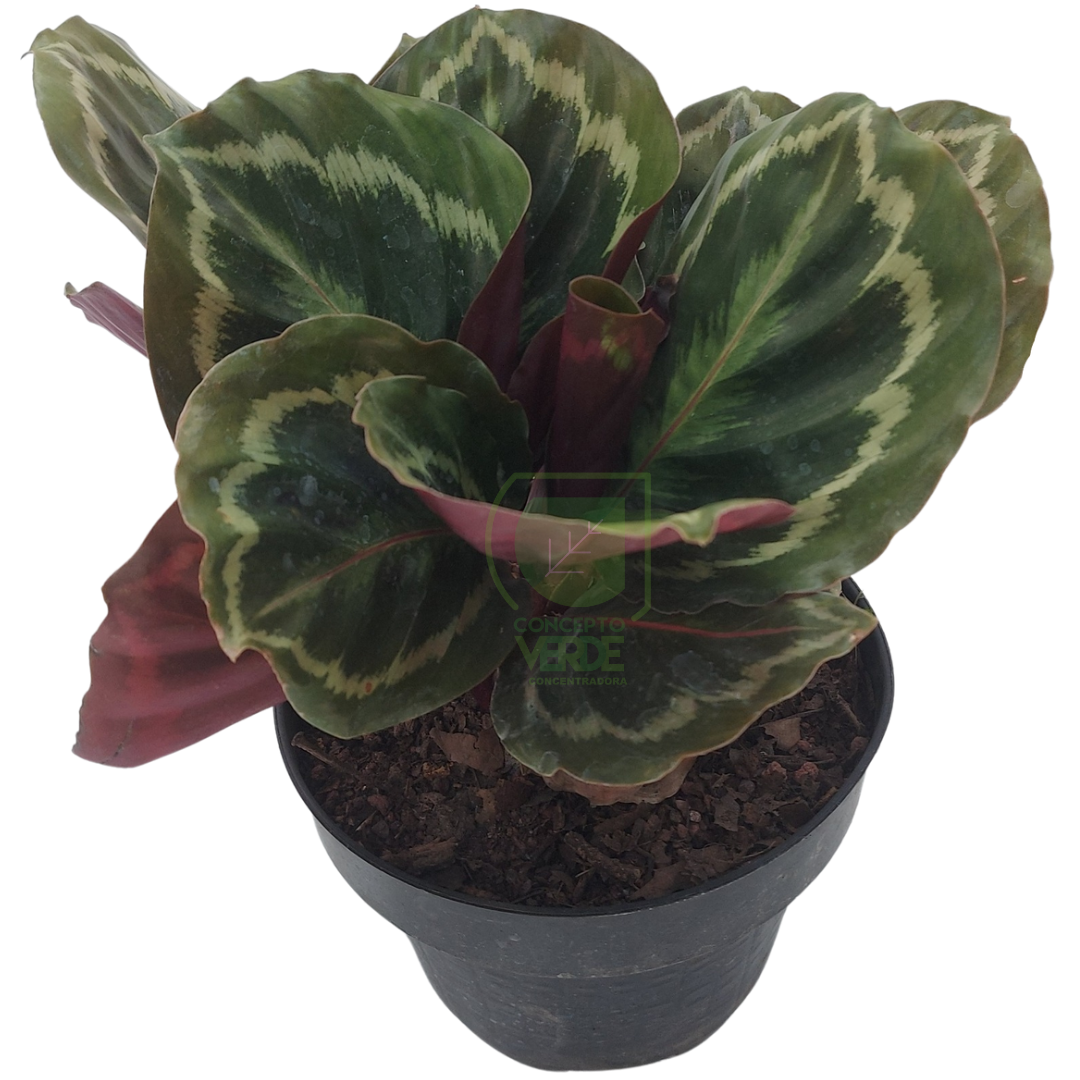 Calathea Medallion