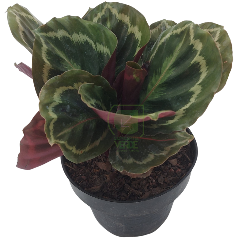 Calathea Medallion