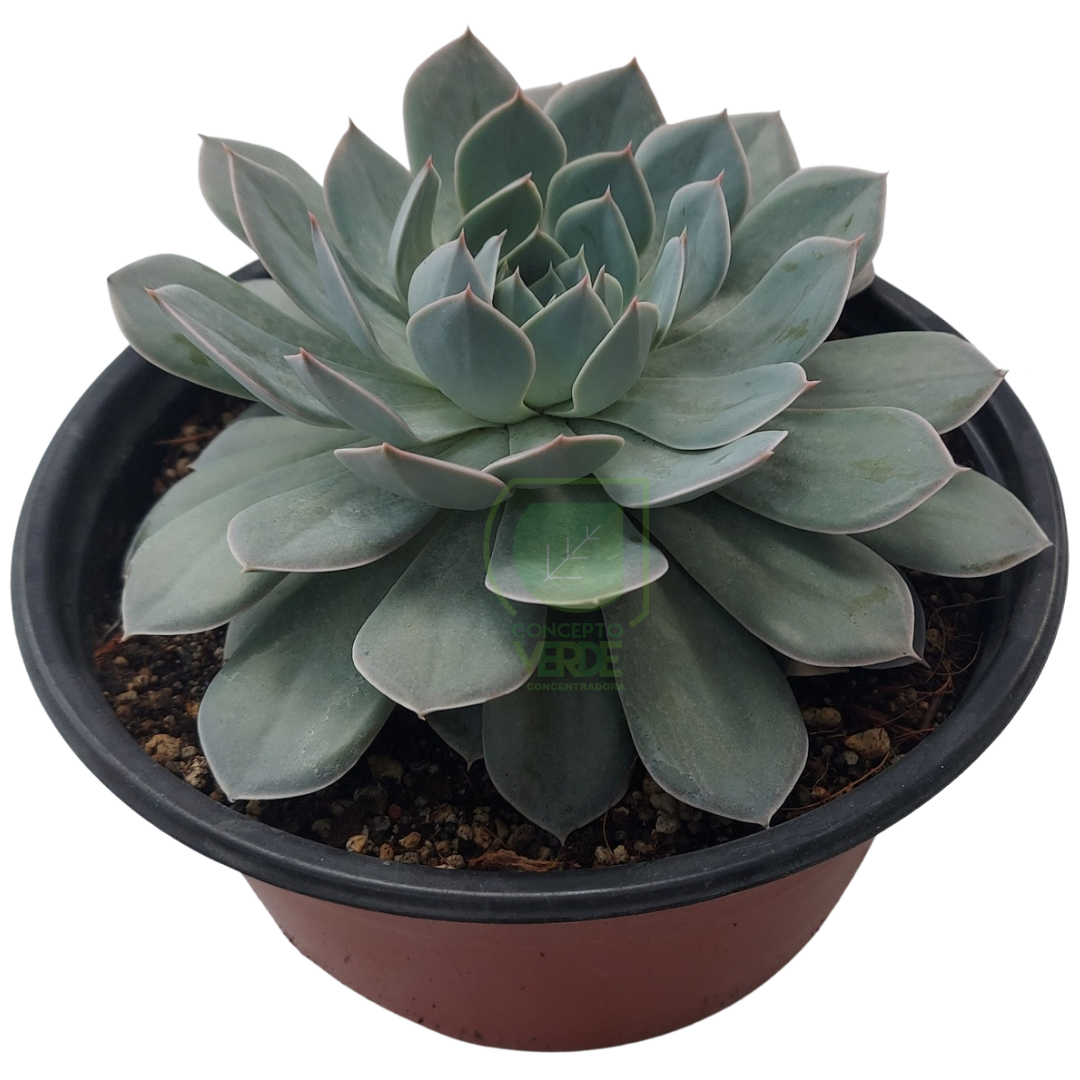 Subsessilis Azul (mediana)