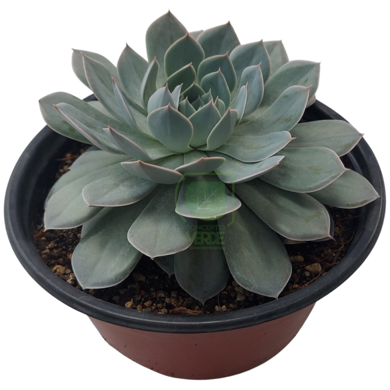 Subsessilis Azul (mediana)