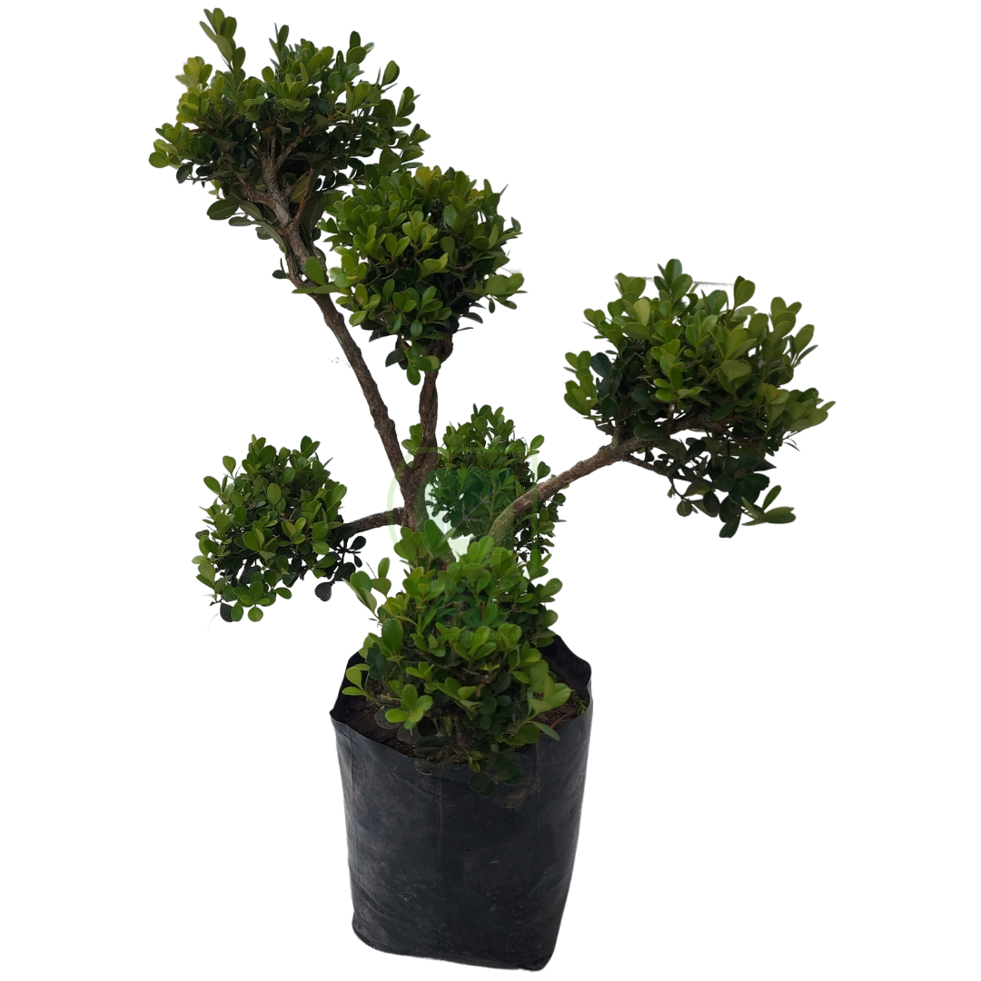 Arrayán Bolitas, Buxus #1