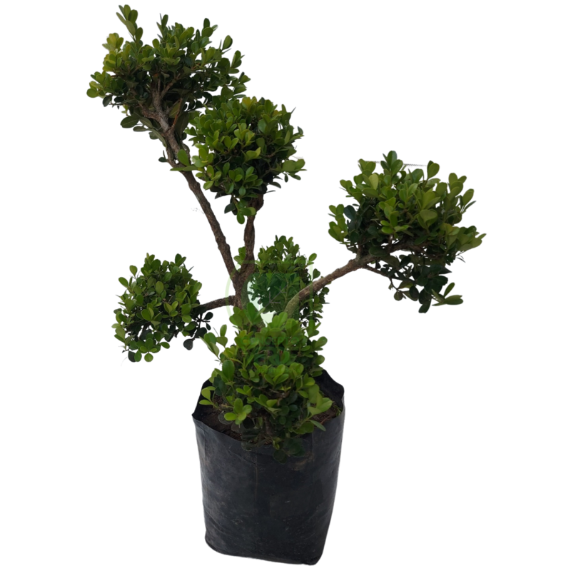 Arrayán Bolitas, Buxus #1