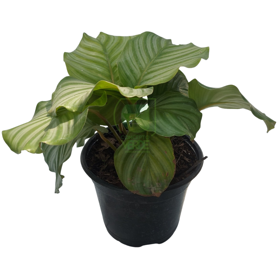 Calathea Orbifolia