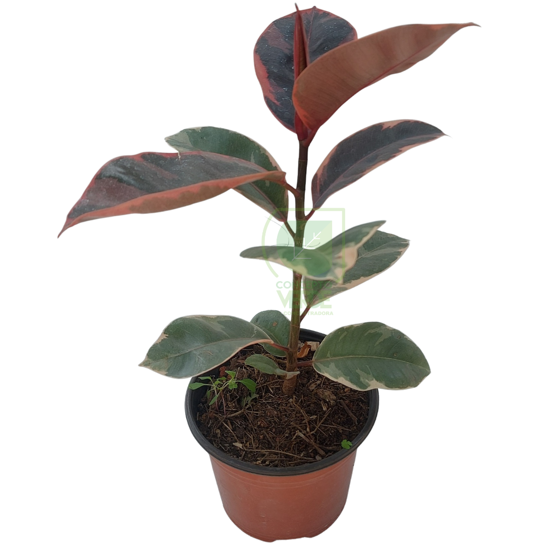 Hule Ruby #1