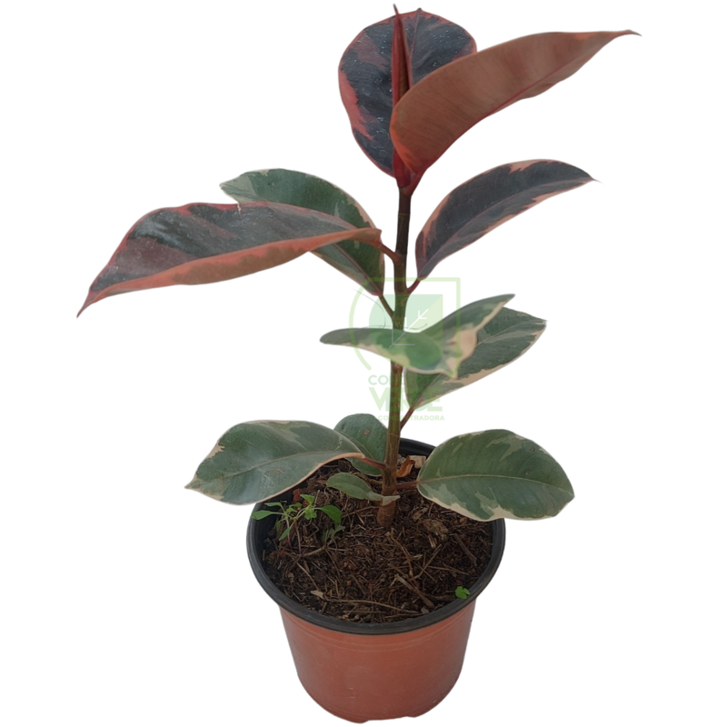 Hule Ruby #1