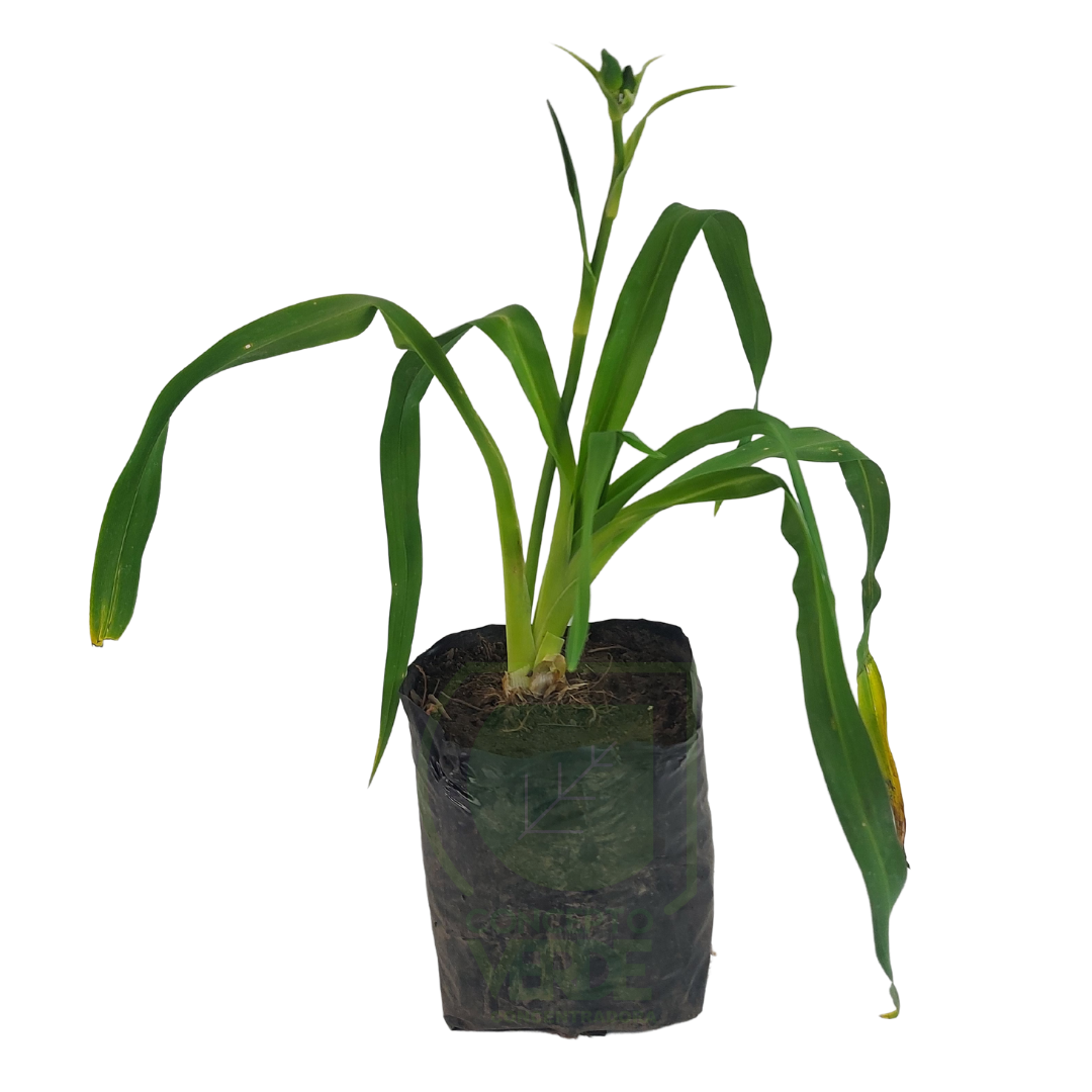 Hemerocallis