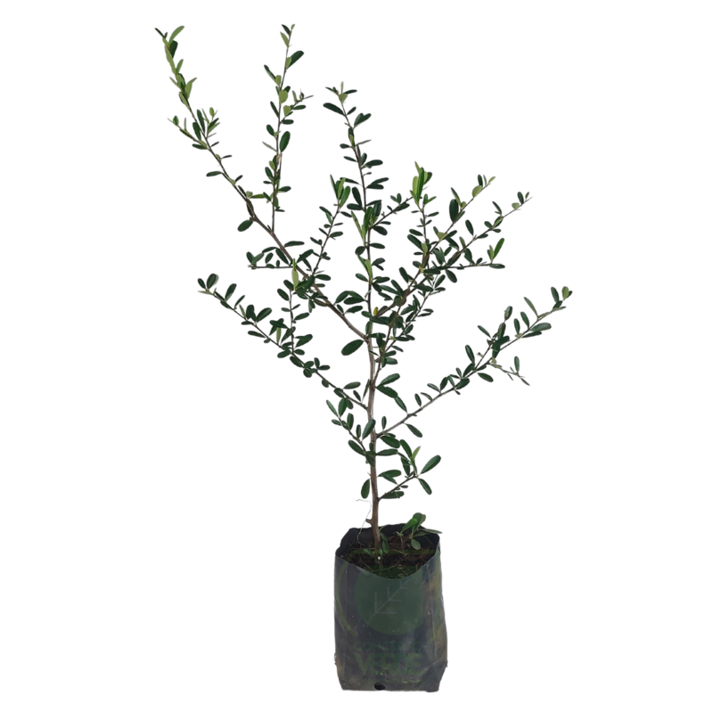 Planta Pingüica (Piracanto)
