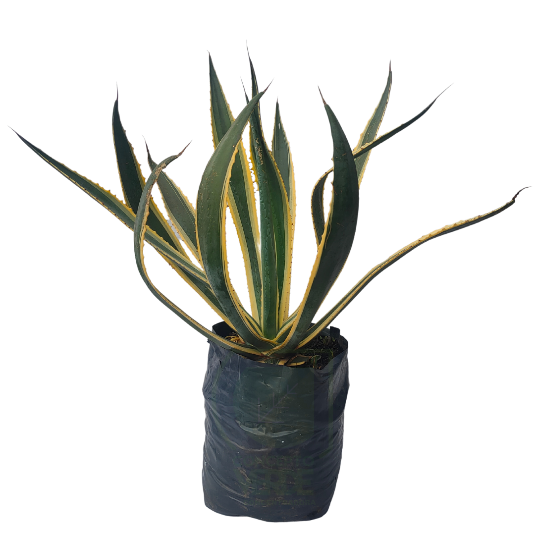 Agave Americana