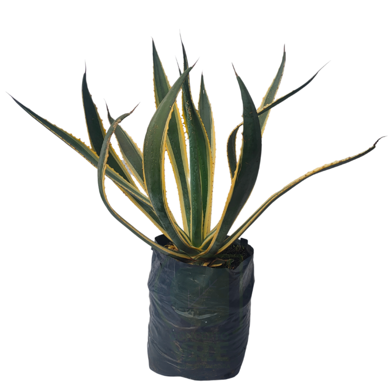 Agave Americana