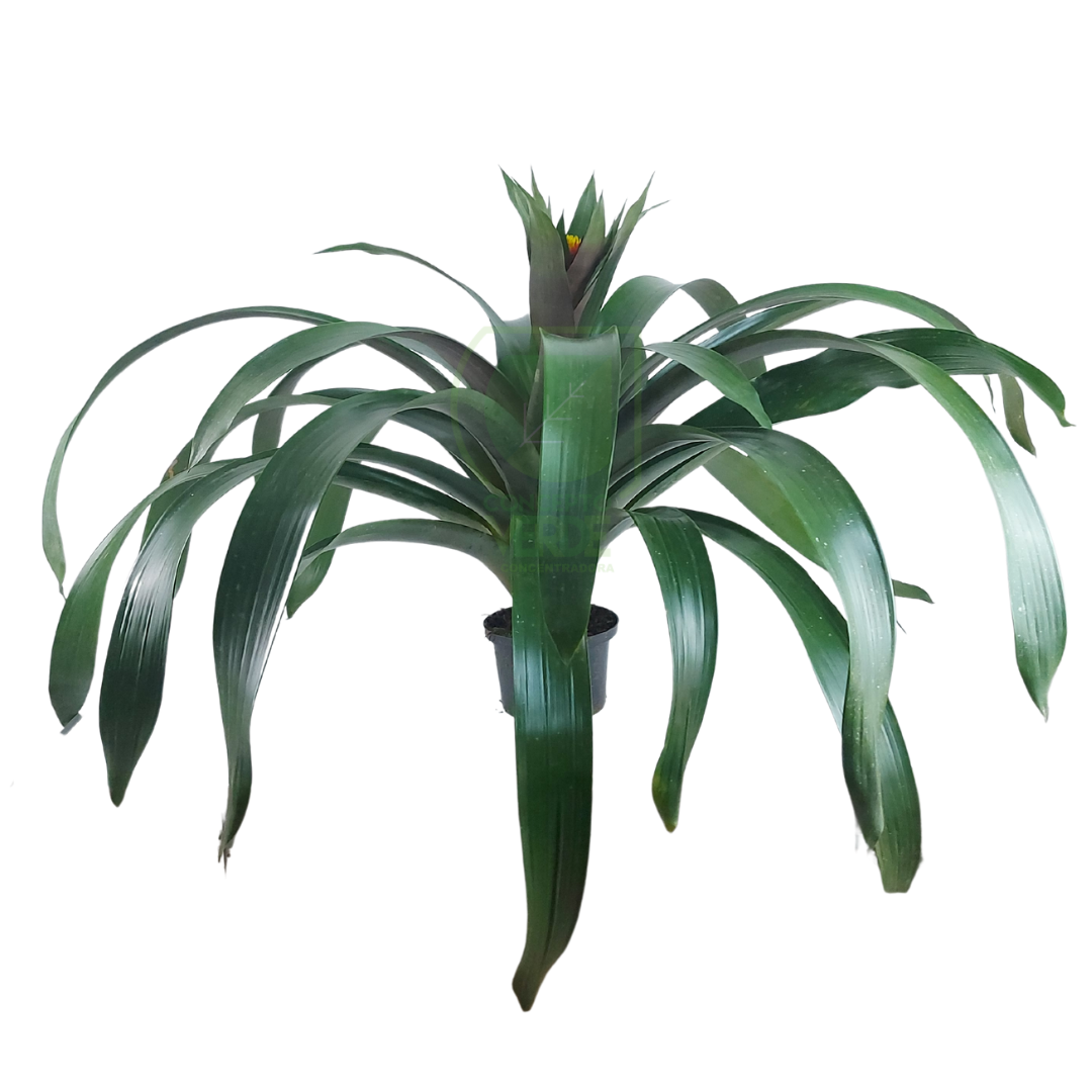 Bromelia Conifera