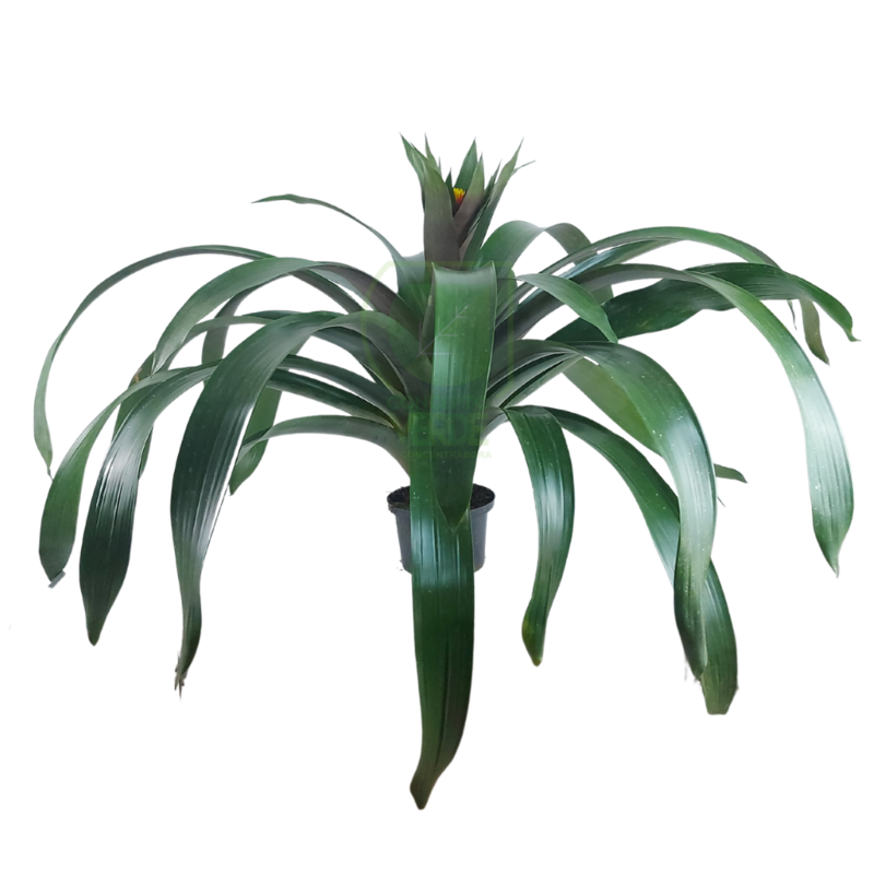 Bromelia Conifera