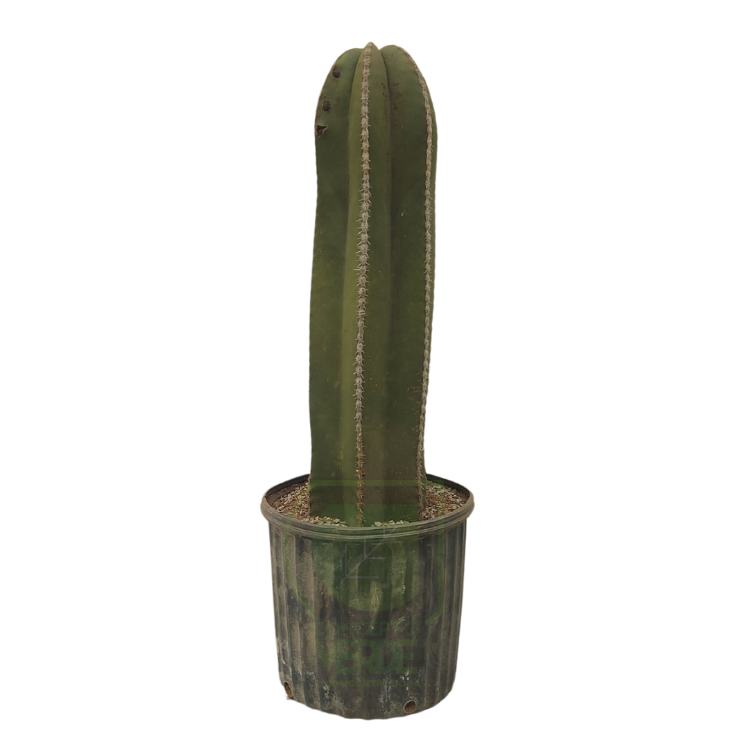 Cactus Órgano #1