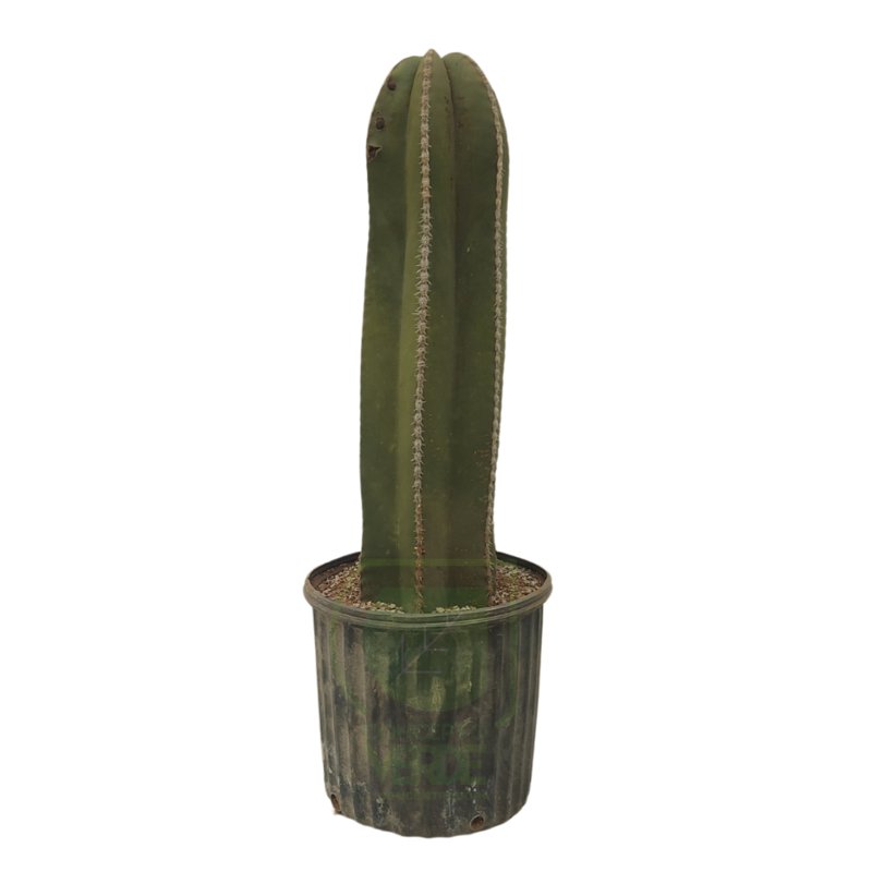 Cactus Órgano #1