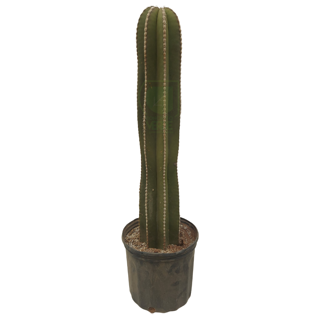 Cactus Órgano #2