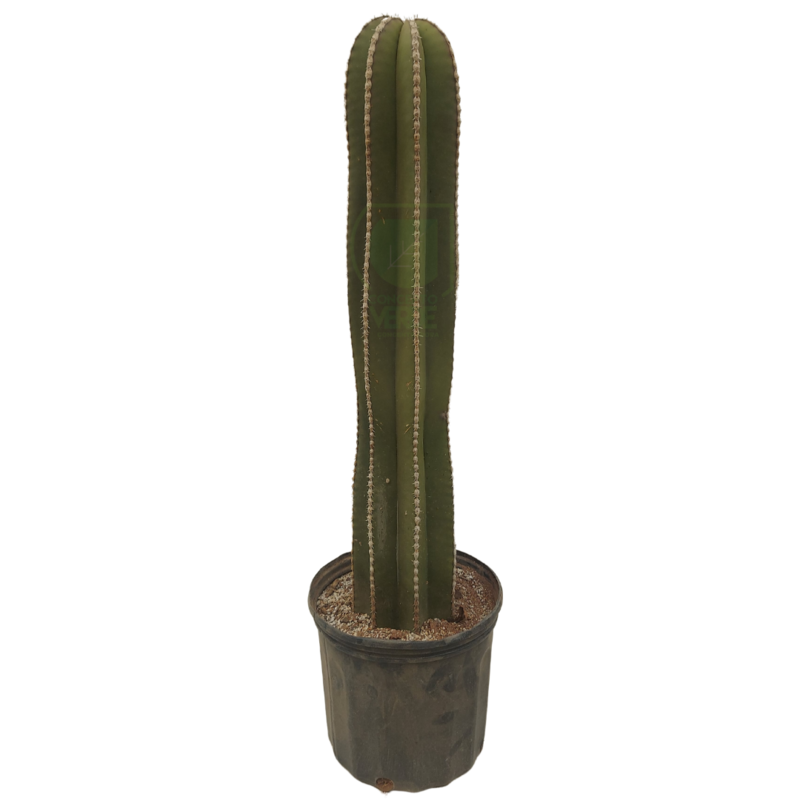 Cactus Órgano #2