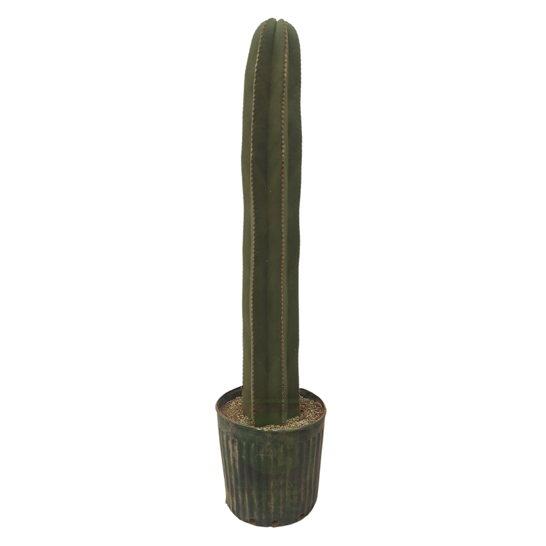 Cactus Órgano #3