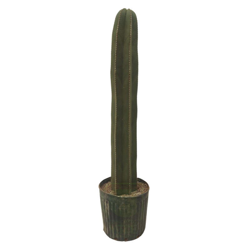 Cactus Órgano #3