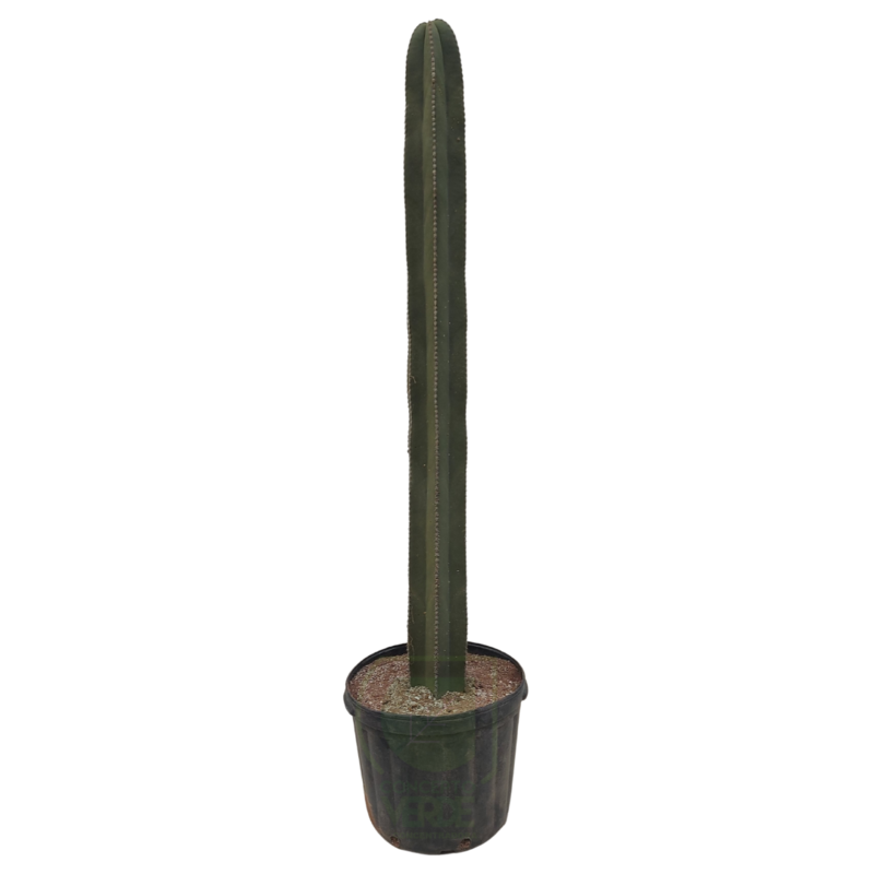 Cactus Órgano #5