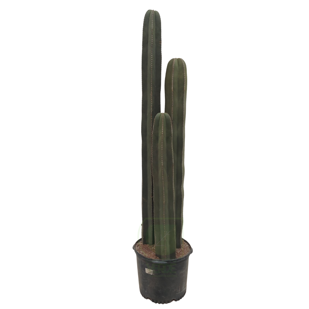Órgano De 3 Tallos #3