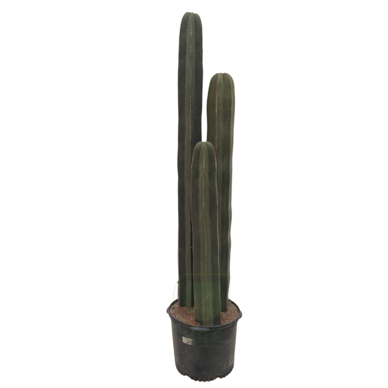 Órgano De 3 Tallos #3