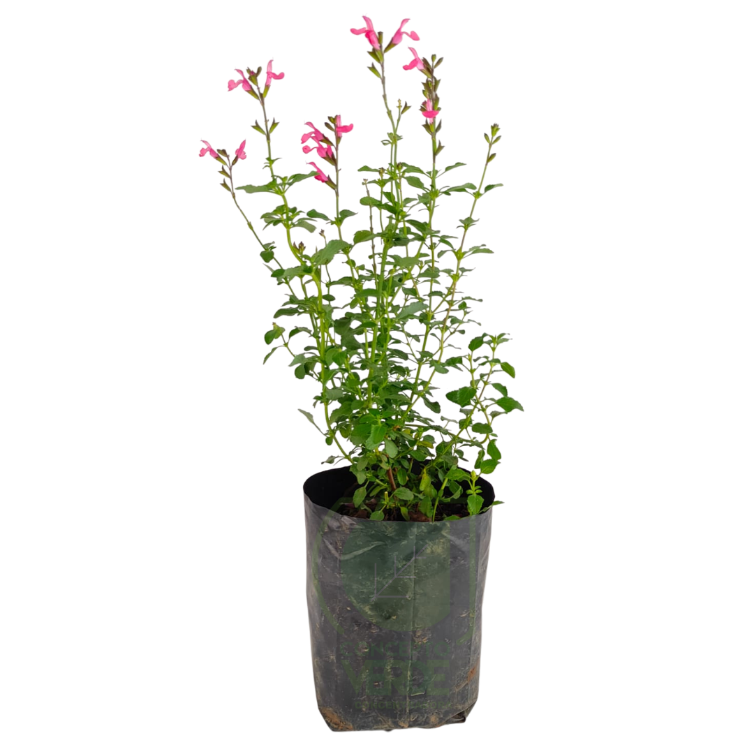 Mirto (Salvia Greggii)