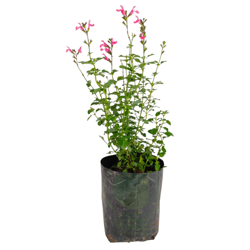 Mirto (Salvia Greggii)