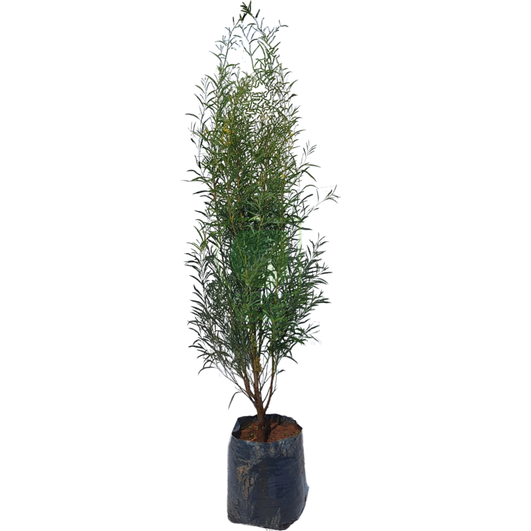 Acacia Mimosa
