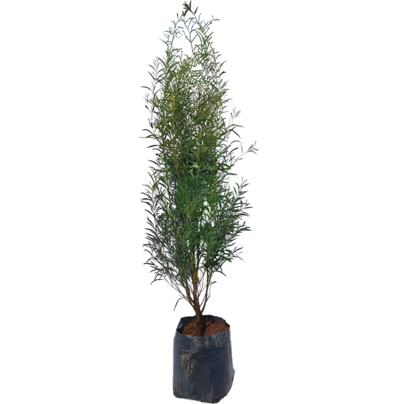 Acacia Mimosa