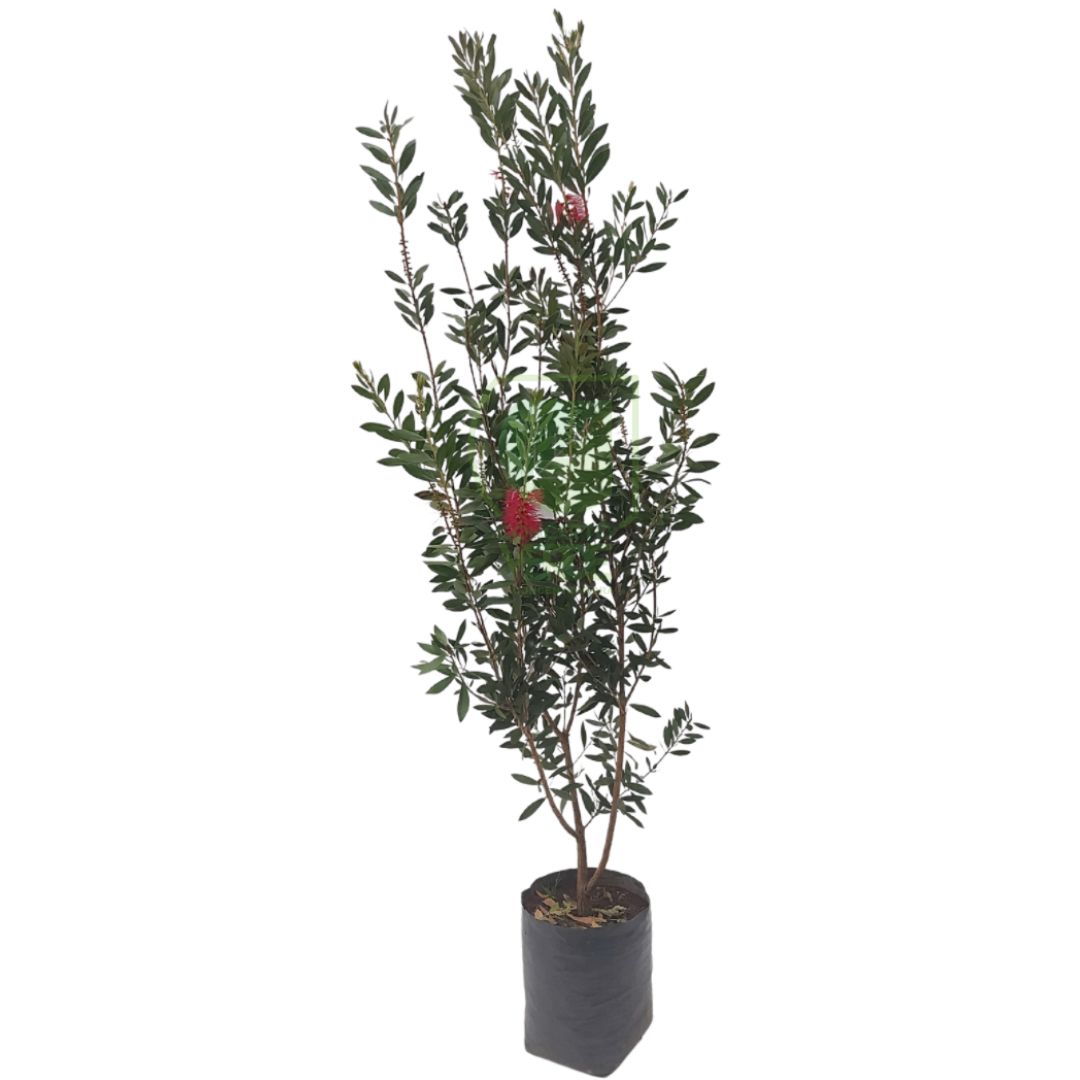 Callistemon (Mediano)