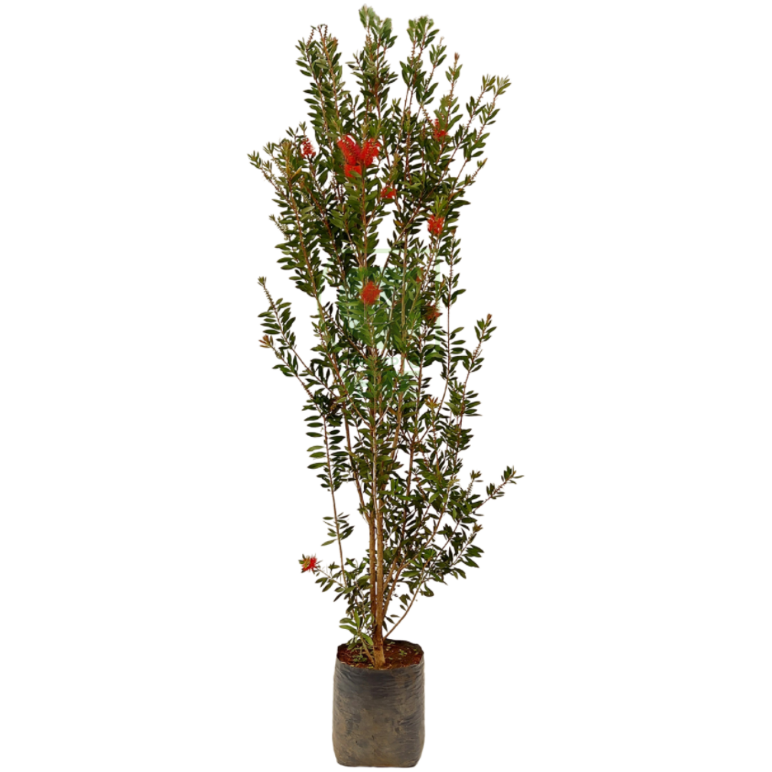 Callistemon (Alto)