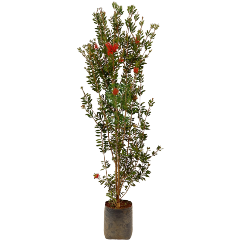 Callistemon (Alto)