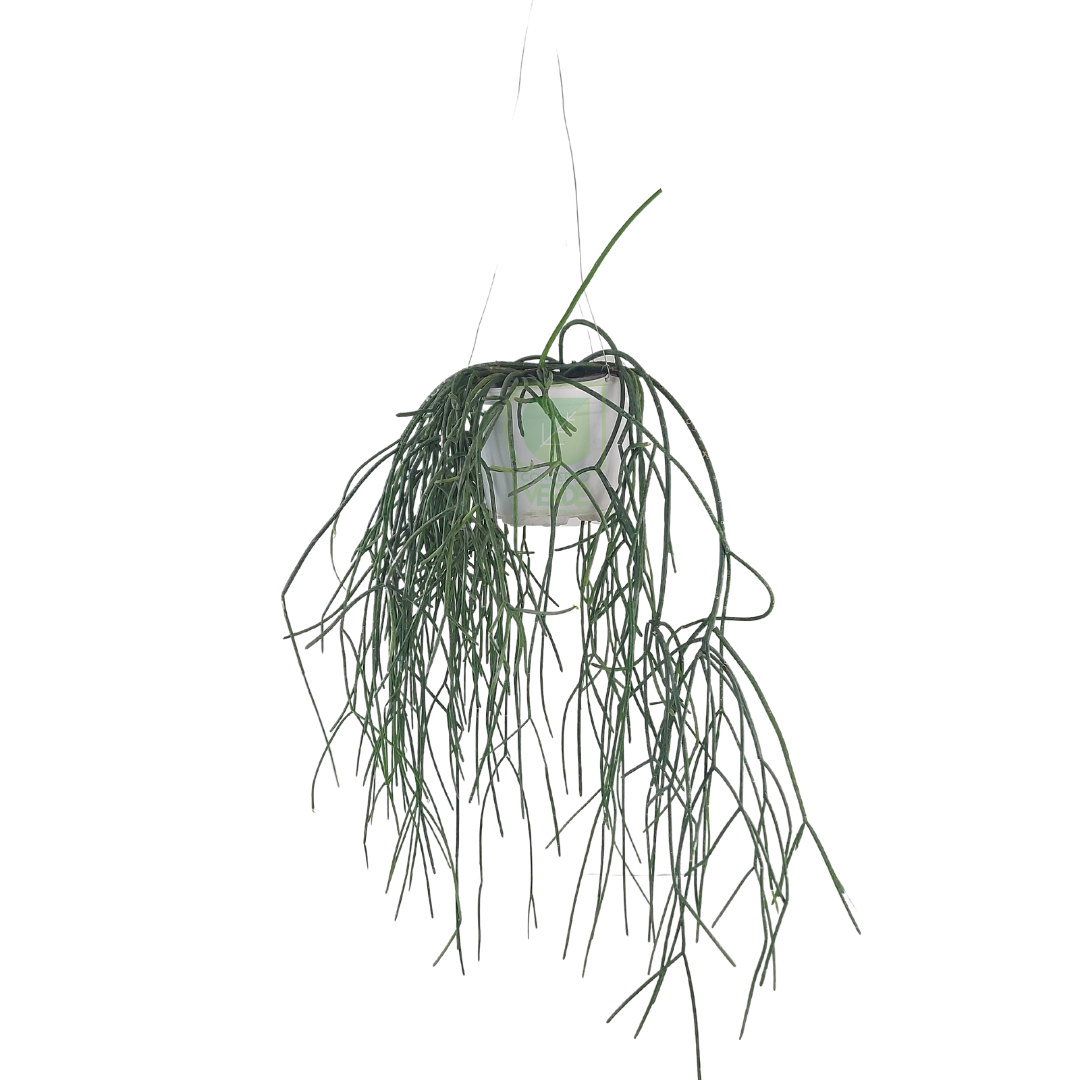 Rhipsalis A