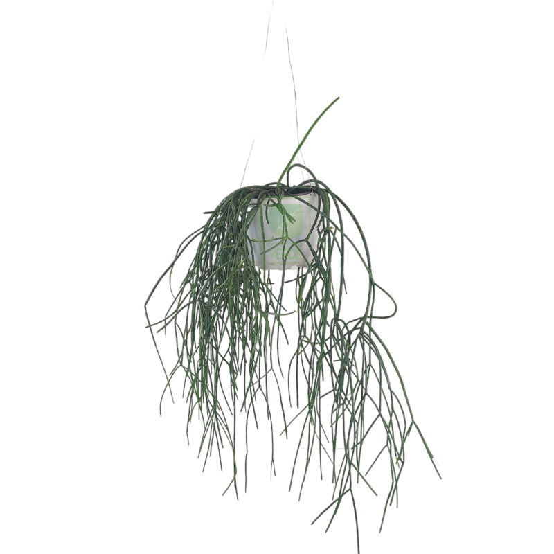Rhipsalis A