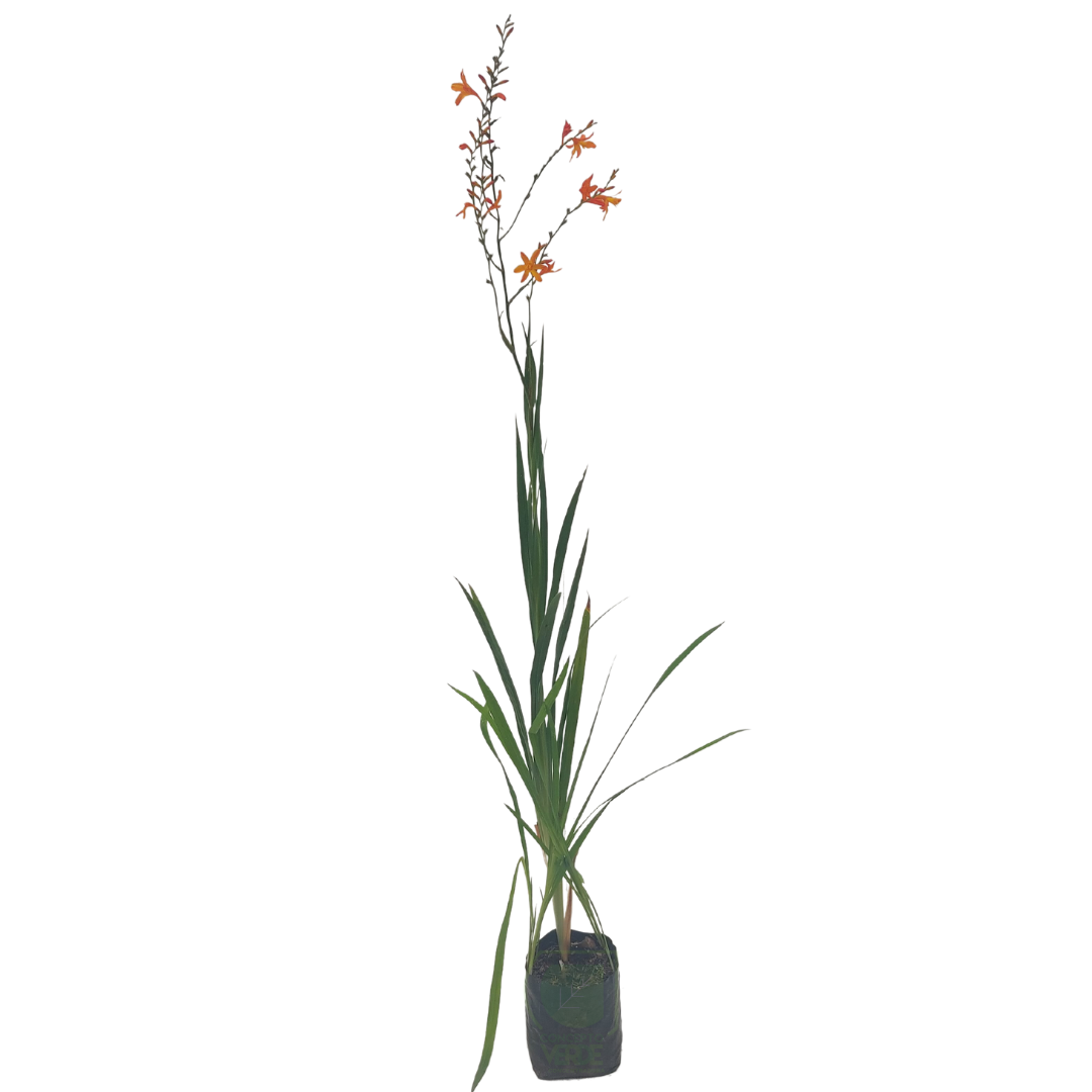 Crocosmia (Palmira)