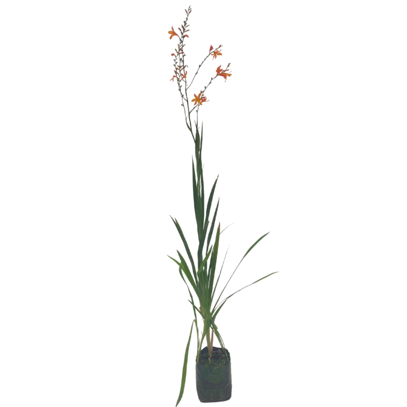 Crocosmia (Palmira)