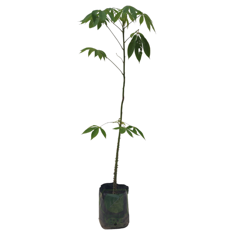Ceiba #1