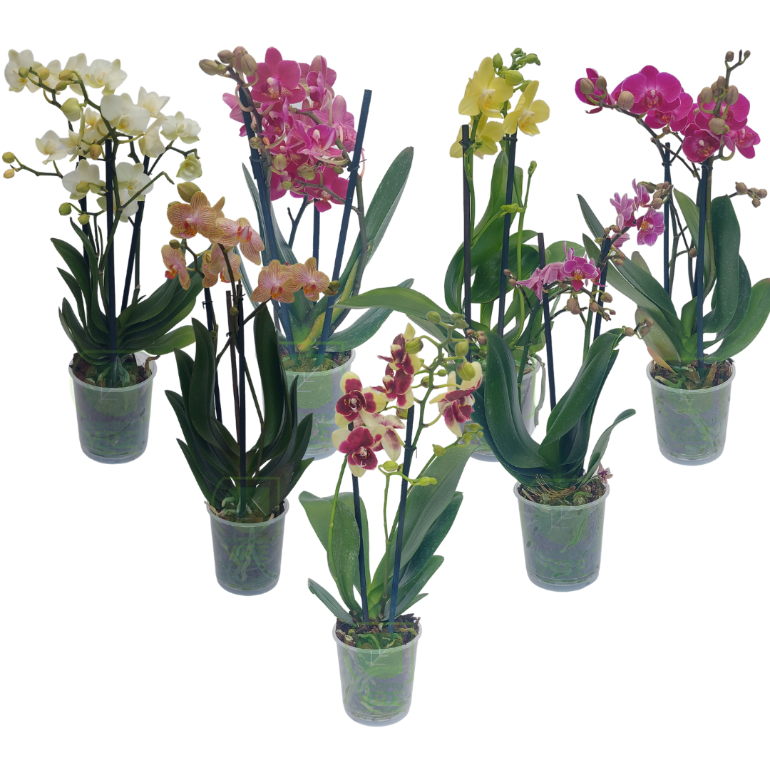 Orquídea Phalaenopsis Mini