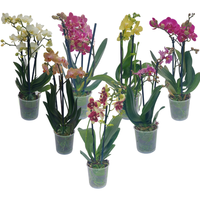 Orquídea Phalaenopsis Mini