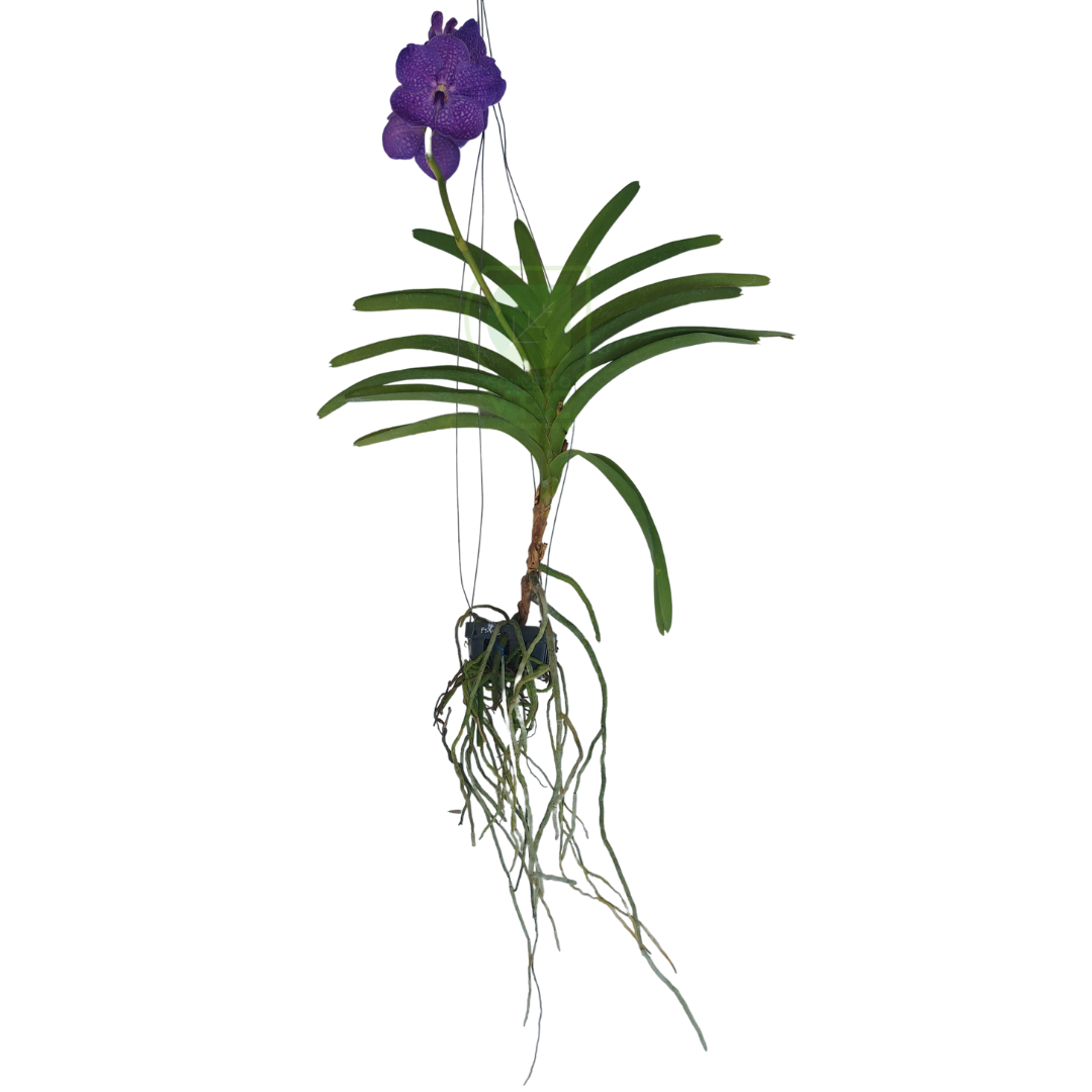 Orquídea Vanda