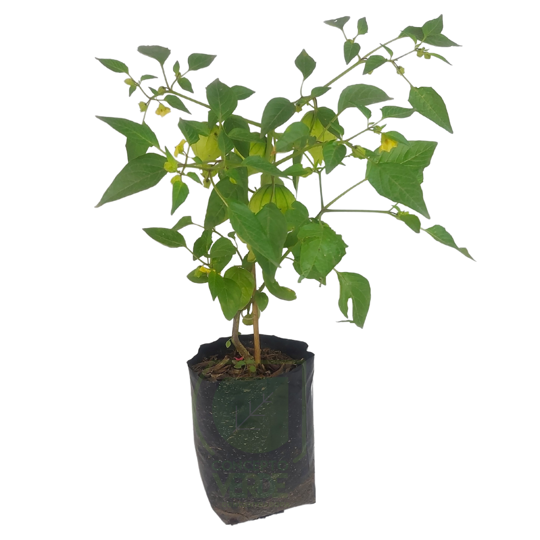 Tomate Verde