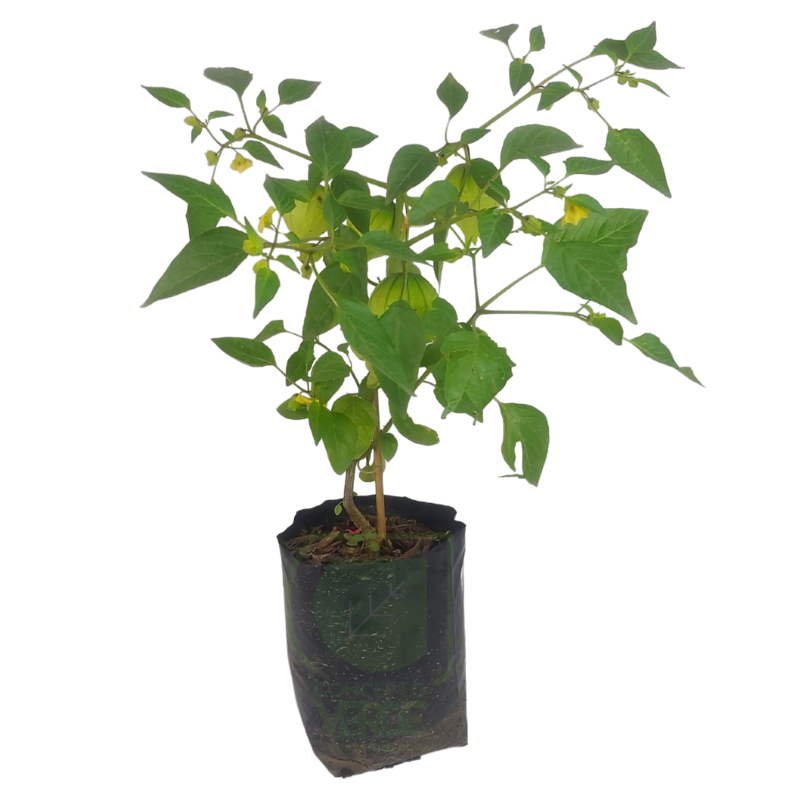 Tomate Verde