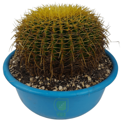Cactus Medianos