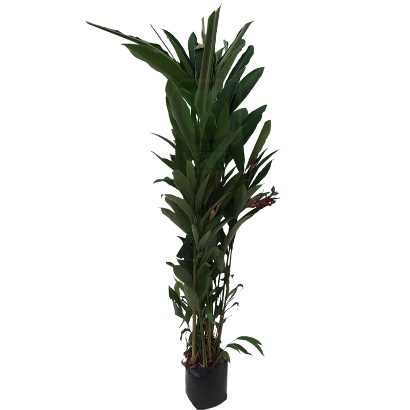 Hawaiana