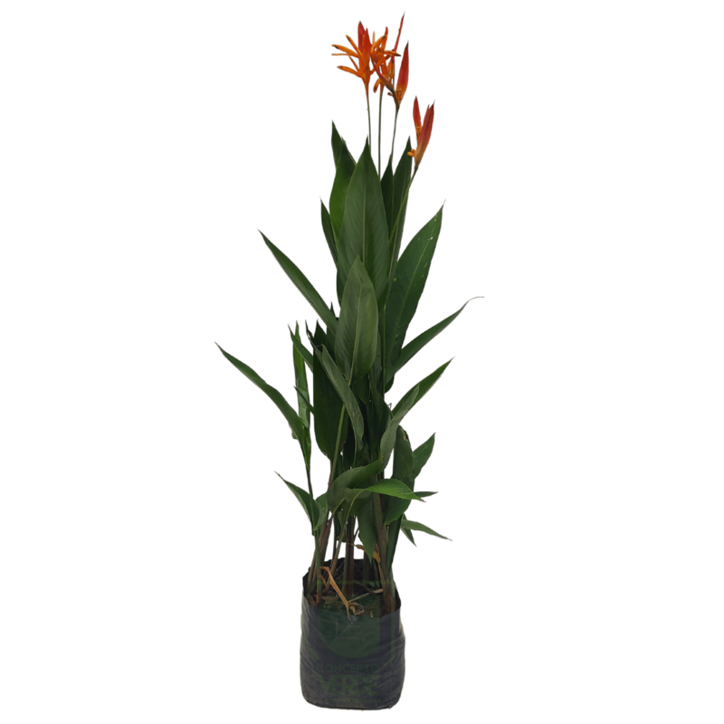 Heliconia