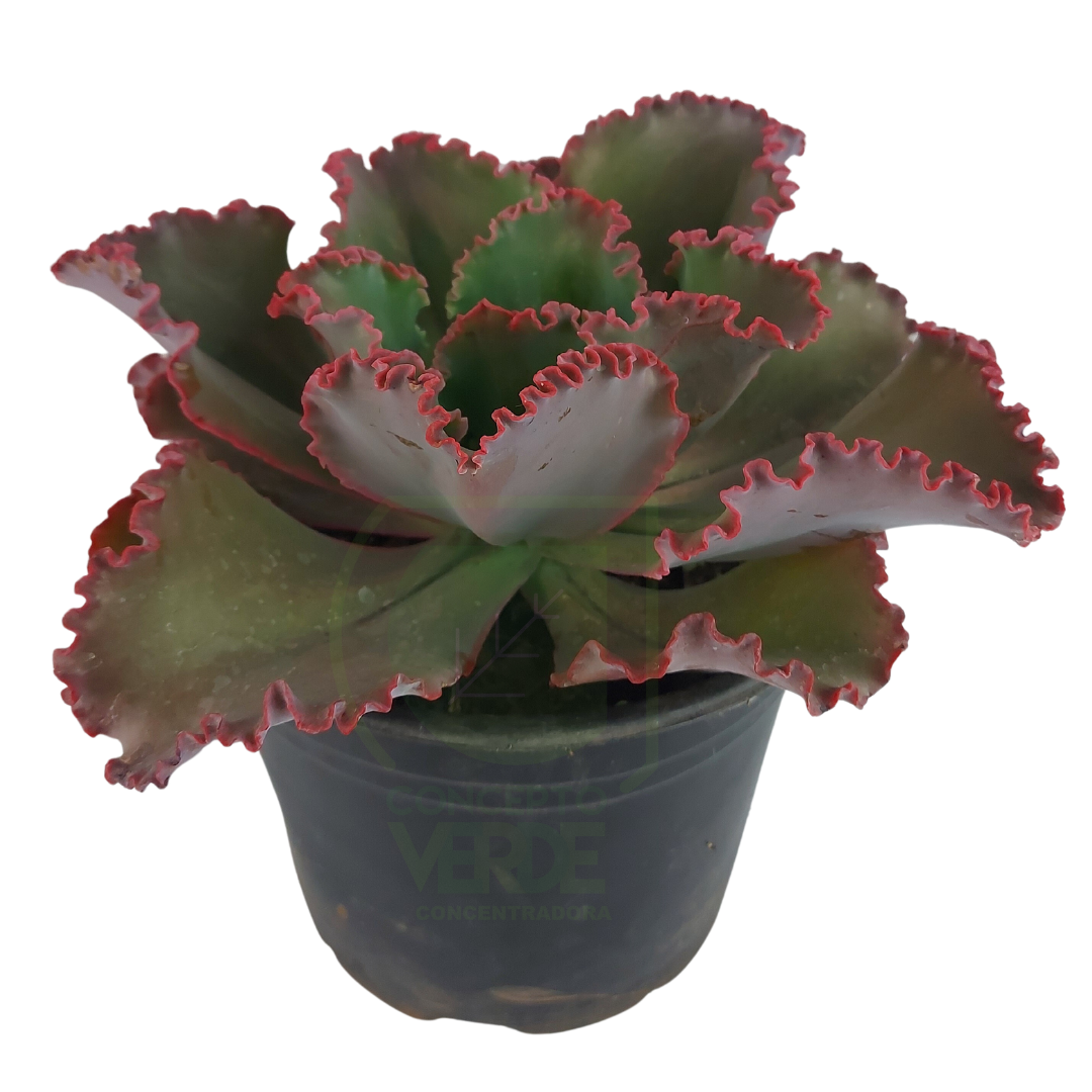 Echeveria Gibbiflora (mediana)