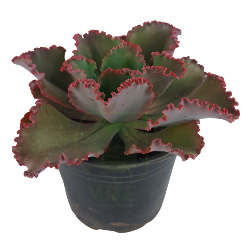 Echeveria Gibbiflora (mediana)