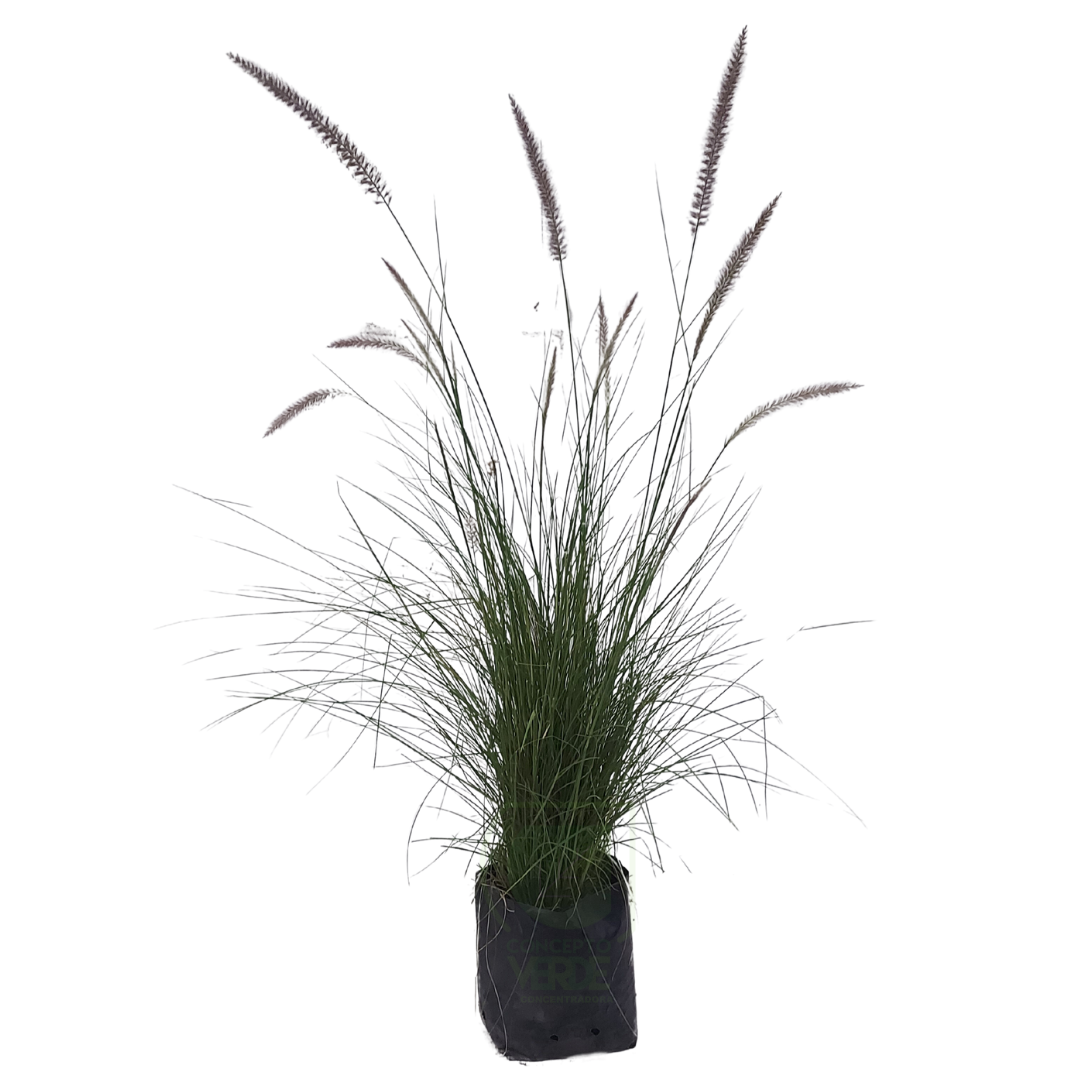 Pasto Pennisetum #2
