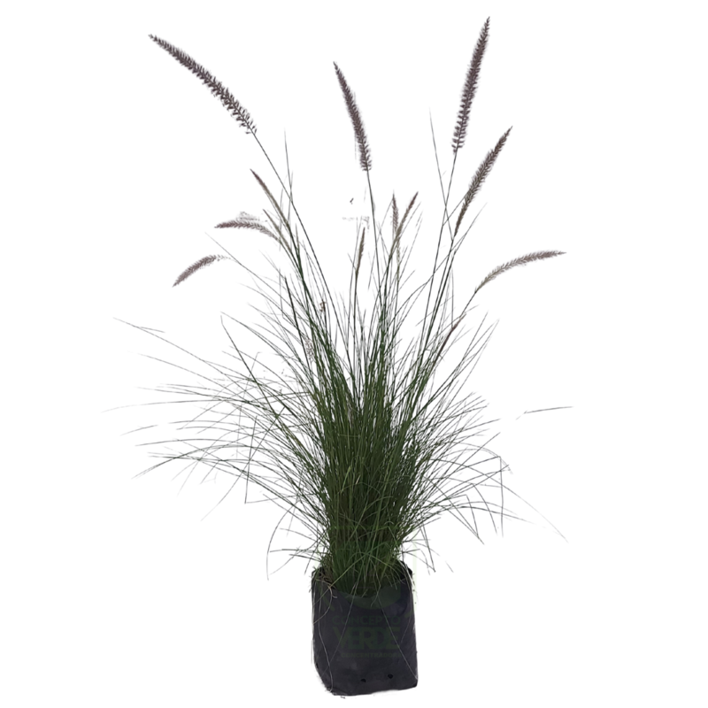 Pasto Pennisetum #2