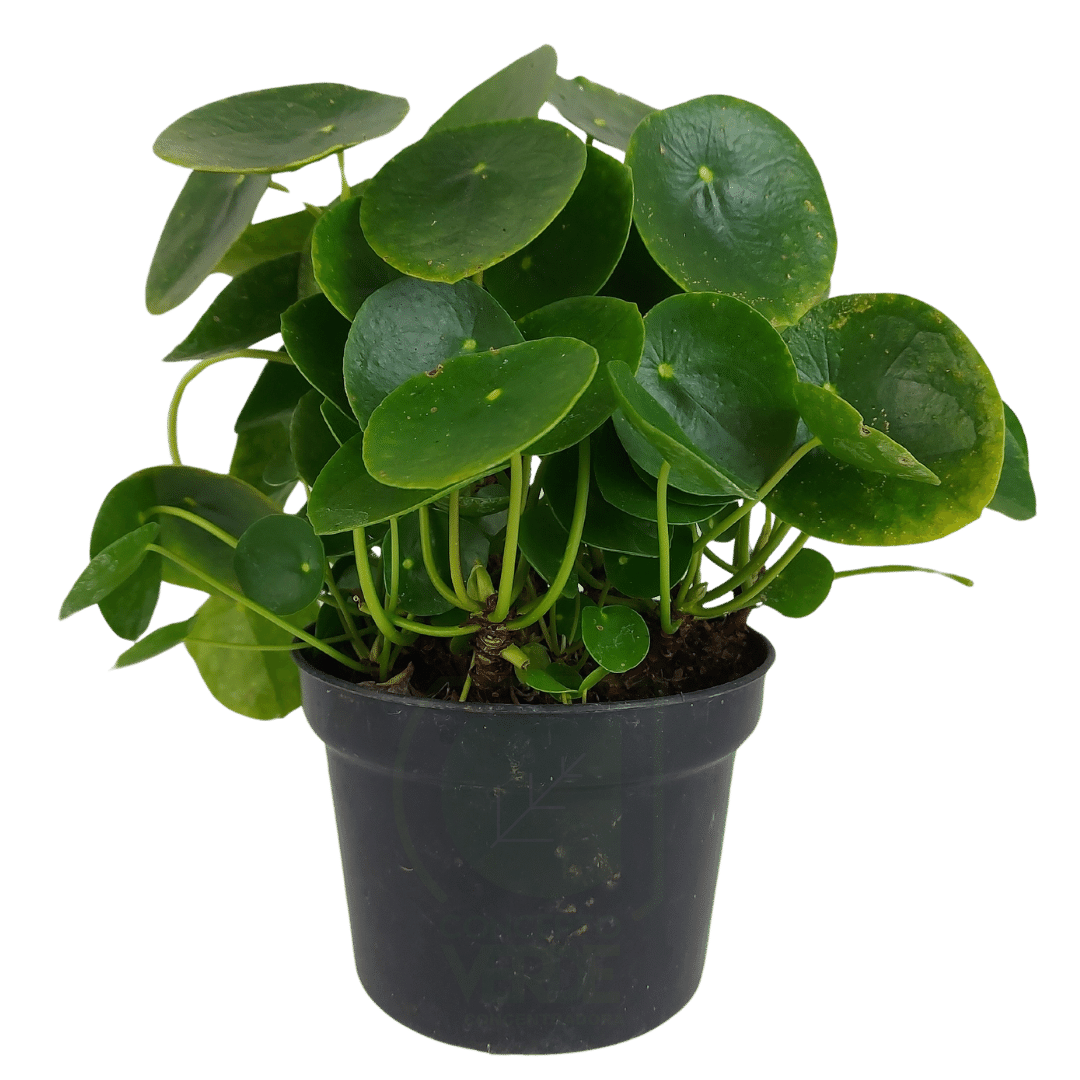Pilea #2