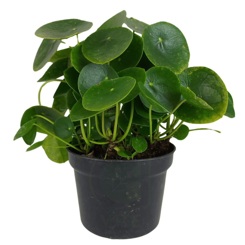 Pilea #2